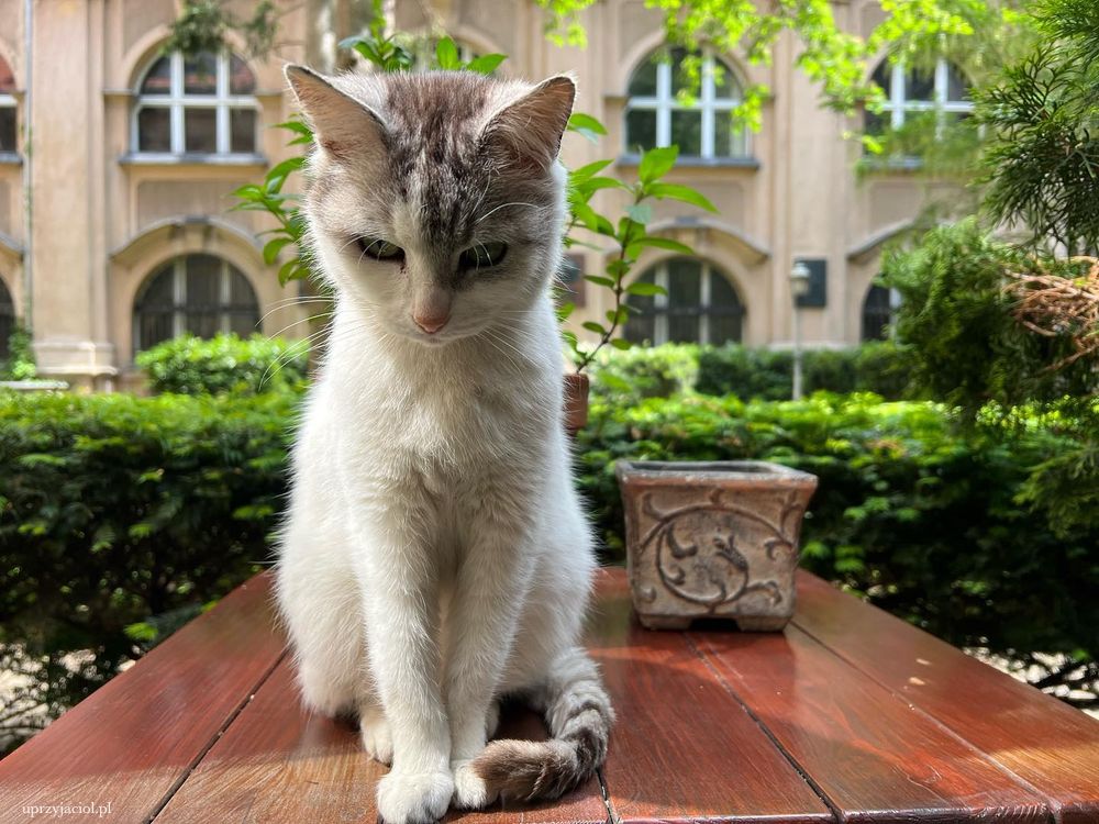 Kot to częsty gość Kawiarni u Przyjaciół w Poznaniu.