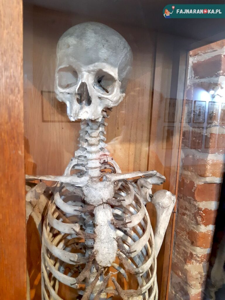 Ludzki szkielet - Szpitala św. Ducha i Muzeum Medycyny we Fromborku.