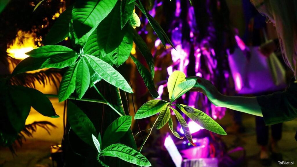 Niezwykły klimat Palmiarni w nocy tworzą odbijające się od liści kolorowe światła.
