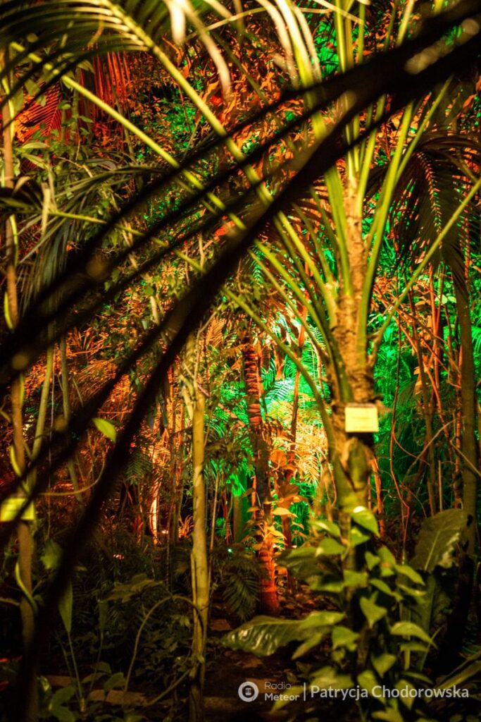 Nocne zwiedzanie Palmiarni Poznańskiej okiem Pani Patrycji Chodorowskiej z Radio Meteor.