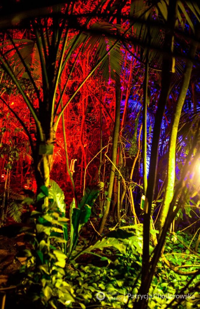 Nocne zwiedzanie Palmiarni Poznańskiej okiem Pani Patrycji Chodorowskiej z Radio Meteor.