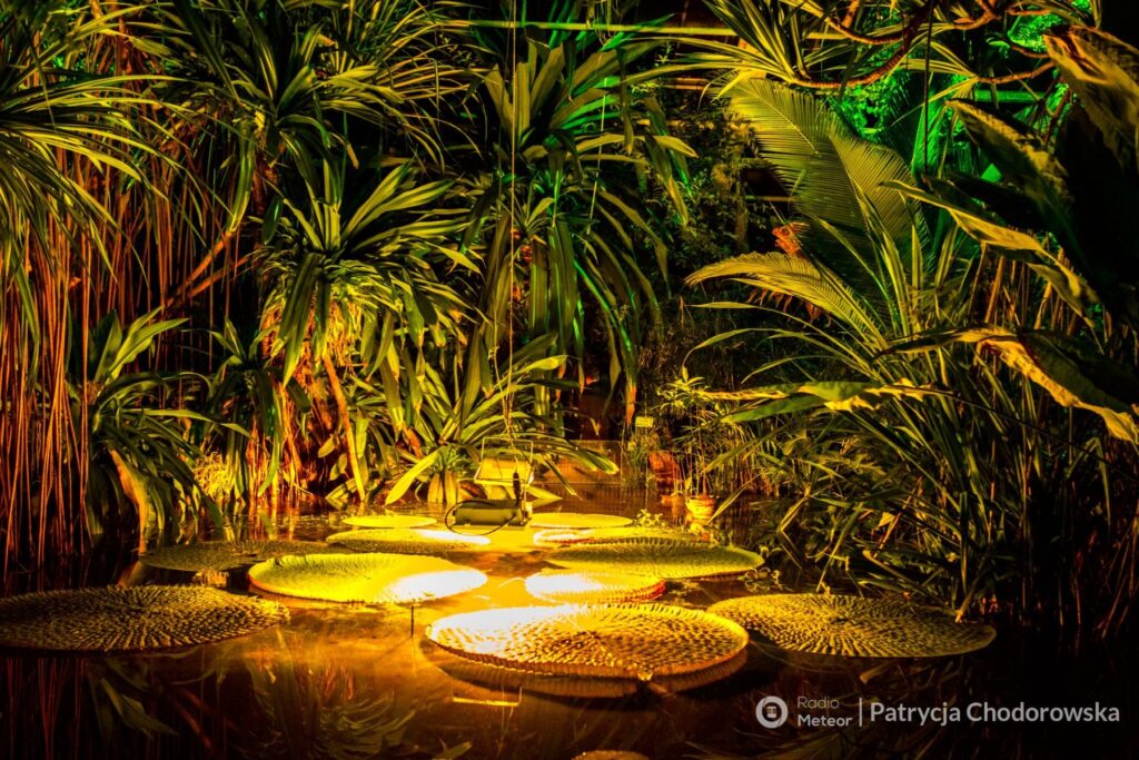 Nocne zwiedzanie Palmiarni Poznańskiej okiem Pani Patrycji Chodorowskiej z Radio Meteor.