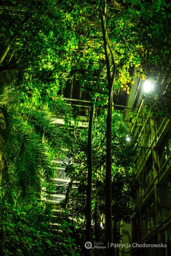 Nocne zwiedzanie Palmiarni Poznańskiej okiem Pani Patrycji Chodorowskiej z Radio Meteor.