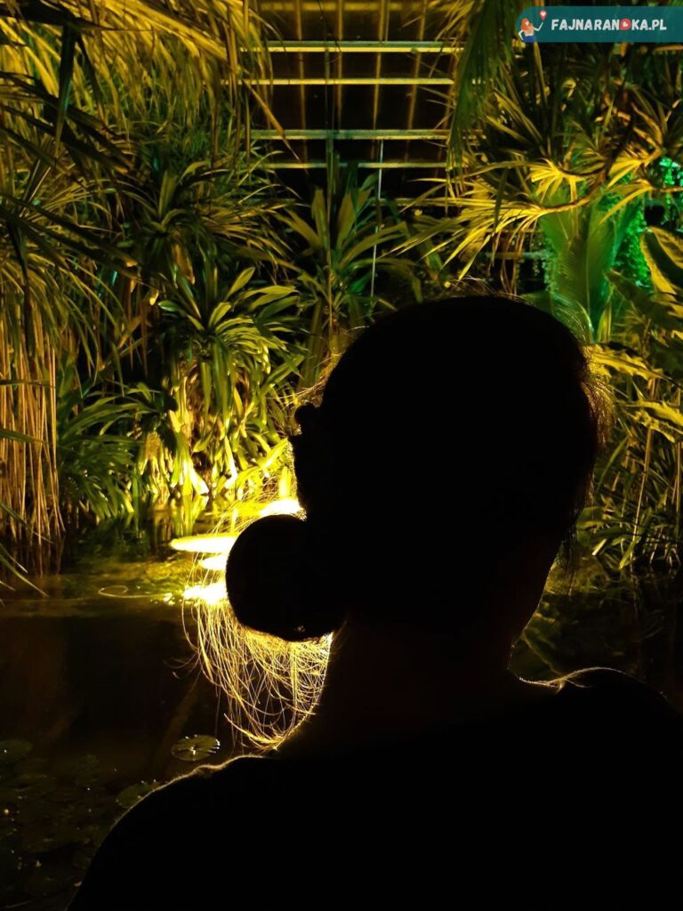 W Palmiarni poznańskiej jest oczko wodne, które w czasie nocnego zwiedzania rozświetlone jest kolorowymi światłami