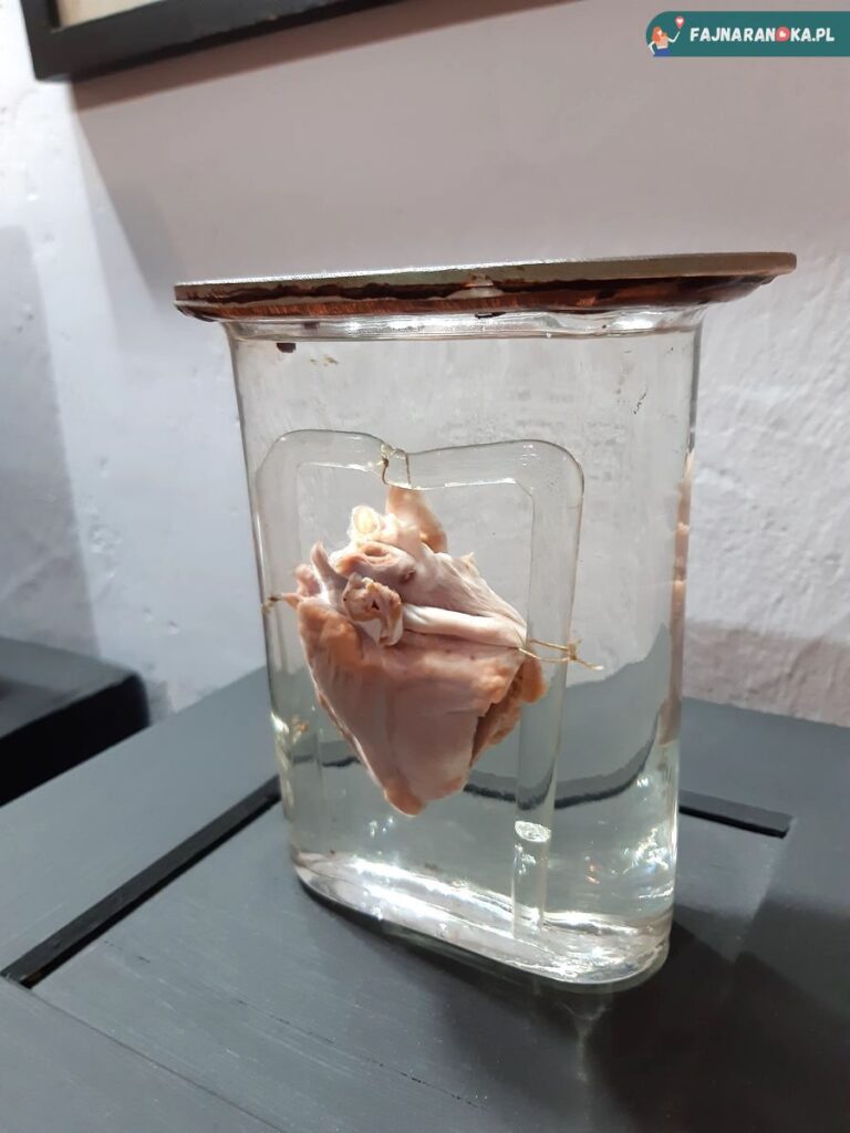 Preparat serca prezentowany w Muzeum Medycyny we Fromborku.