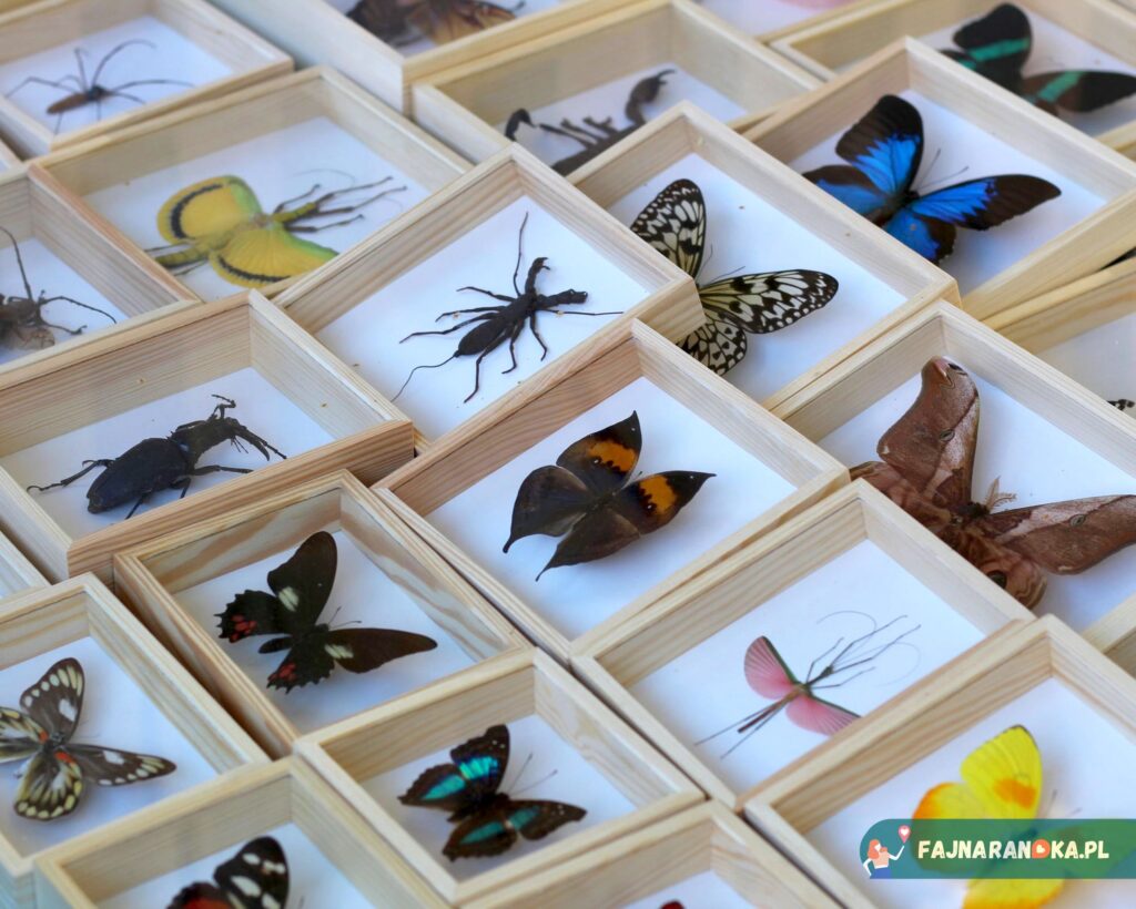 Kolekcja motyli na Jarmarku Dominikańskim.