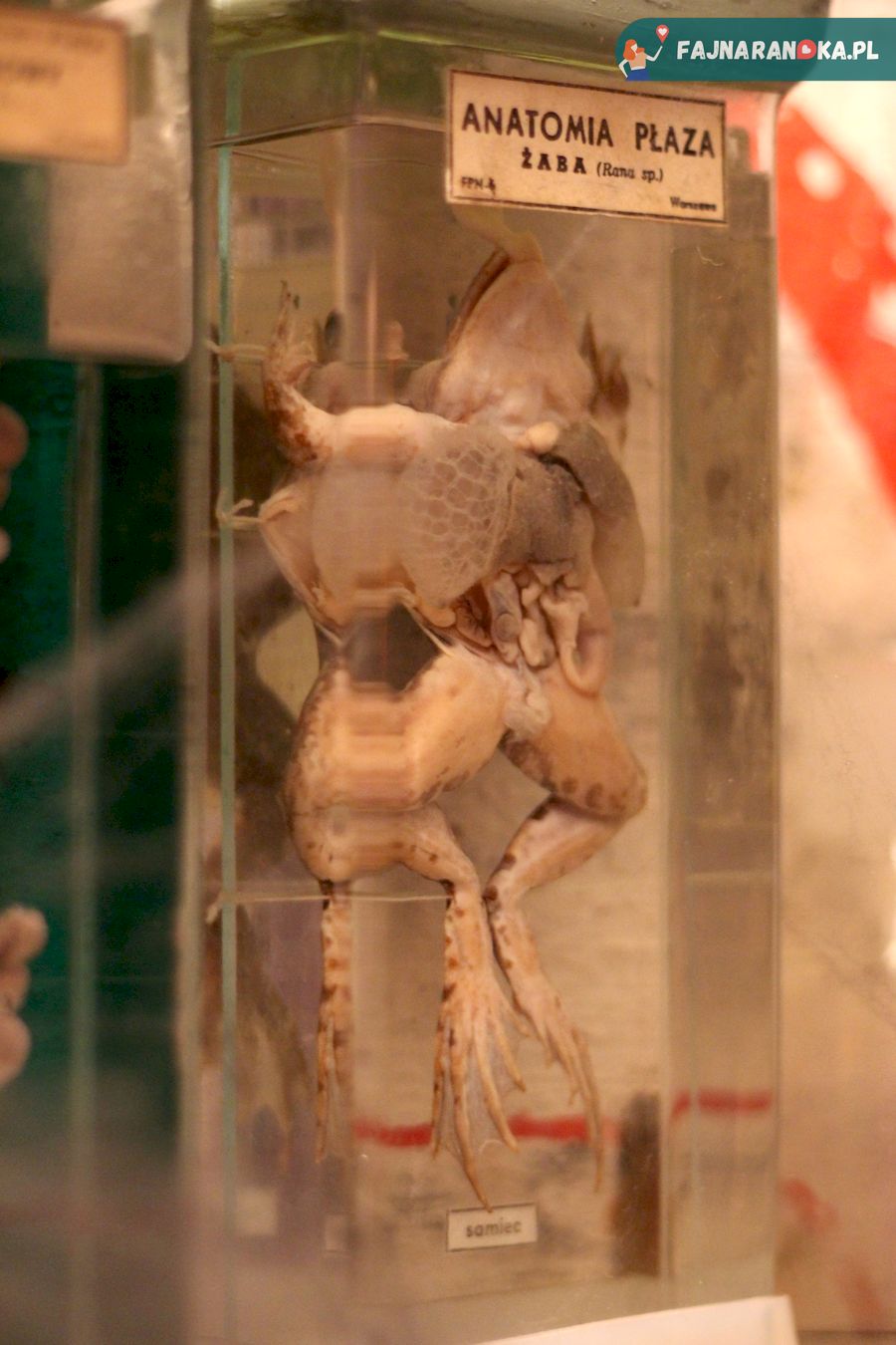 Preparat edukacyjny: anatomię płazów poćwiczycie także w Laboratorium dr Frankensteina w Ząbkowicach Śląskich.