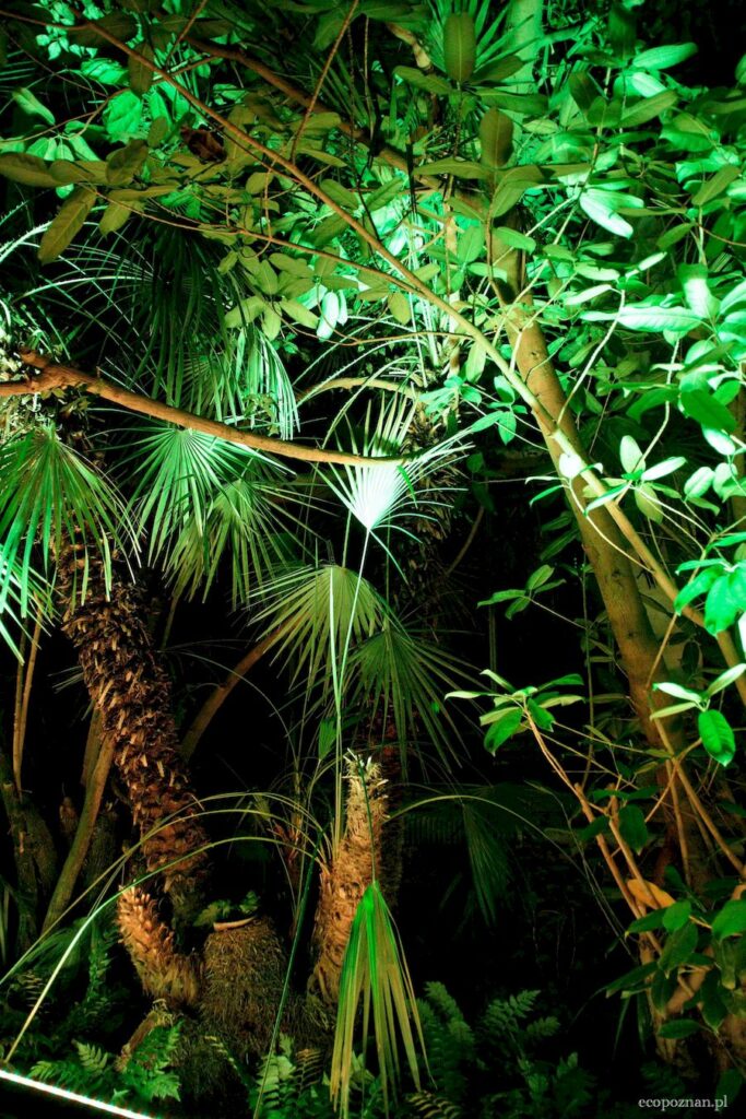 Efekt gdy świateł podczas nocnego zwiedzania Palmiarni poznańskiej dodaje tajemniczości temu miejscu.