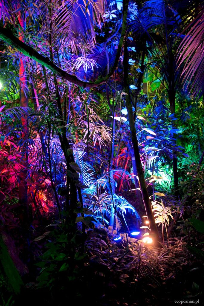 Efekt gdy świateł podczas nocnego zwiedzania Palmiarni poznańskiej dodaje tajemniczości temu miejscu.