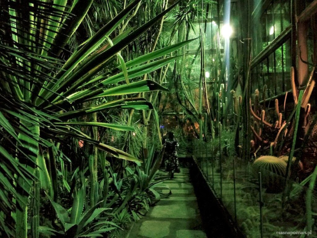 Palmiarnia poznańska podczas nocnego zwiedzania - niezwykła sceneria na randkę.