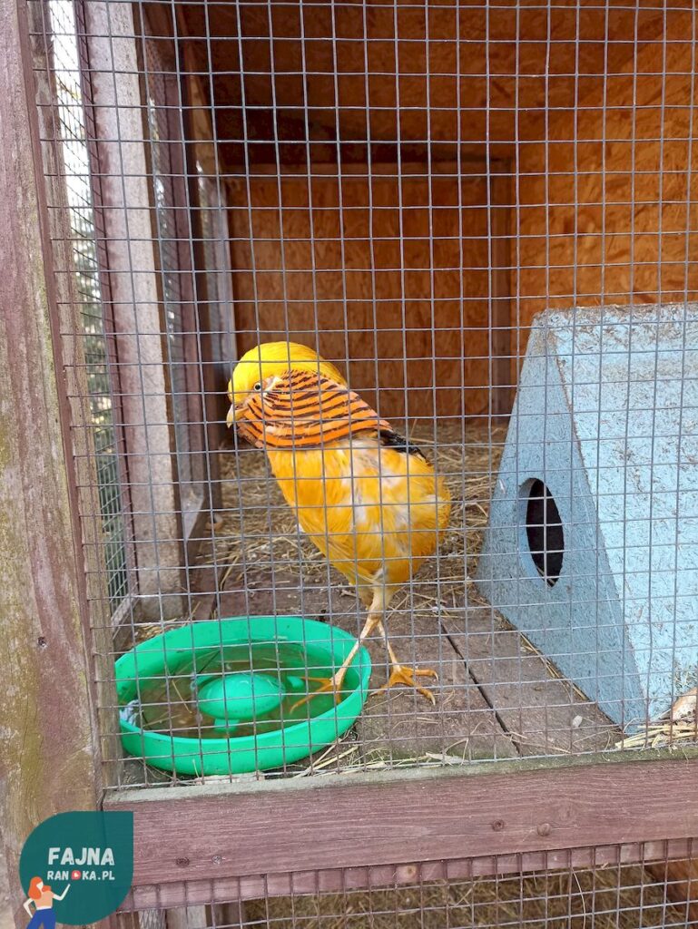 Bażant złocisty, odmiana barwna znana również jako bażant bananowy - wśród wielu ciekawych gatunków w Kopytkowie.