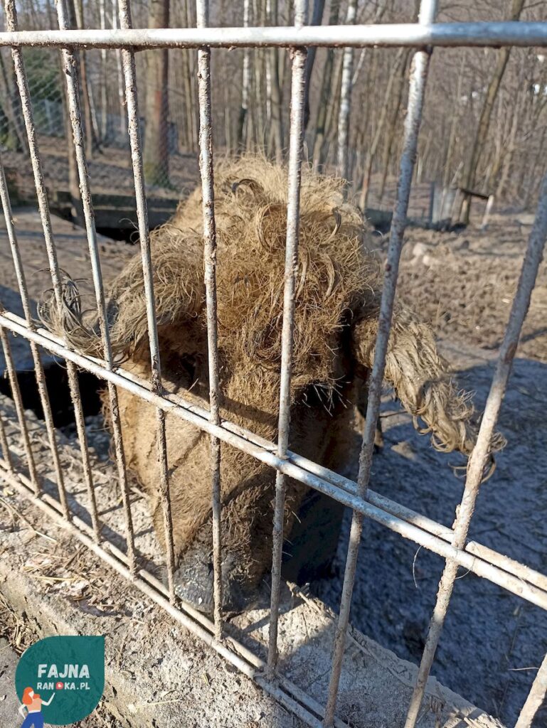 Świnia rasy Mangalica w Kopytkowie. Węgierska rasa świni domowej, charakteryzująca się gęstą, kręconą sierścią.