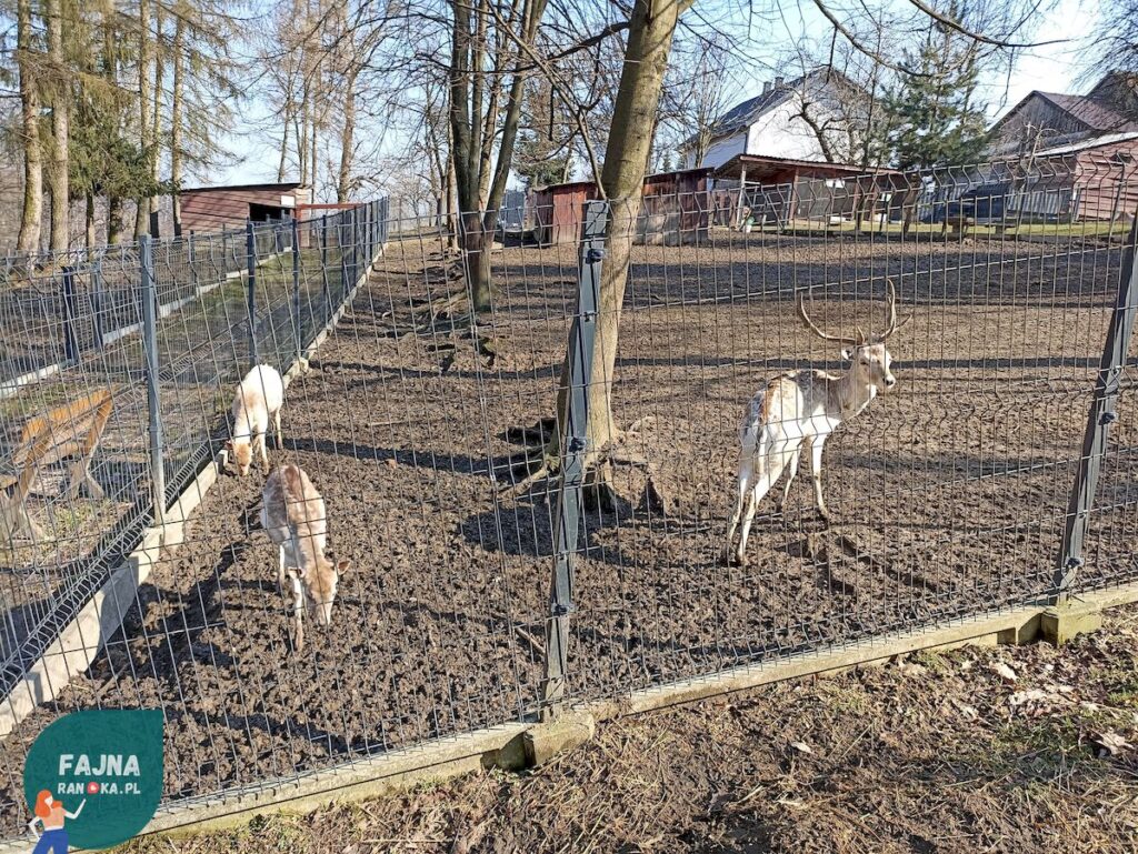 Głaskanie i karmienie danieli w Zagroda Kopytkowo to pomysł na super randkę!