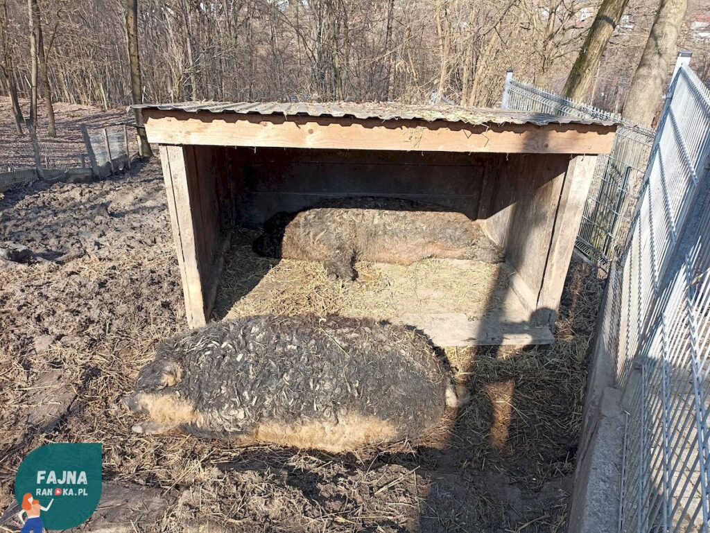 Świnia rasy Mangalica w Kopytkowie. Węgierska rasa świni domowej, charakteryzująca się gęstą, kręconą sierścią.