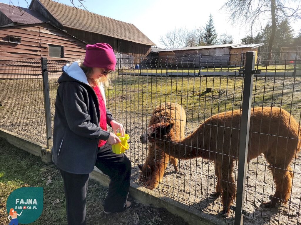 Randka z alpakami - poszukajcie mini zoo lub zagrody w Waszej okolicy z fajnarandka.pl.