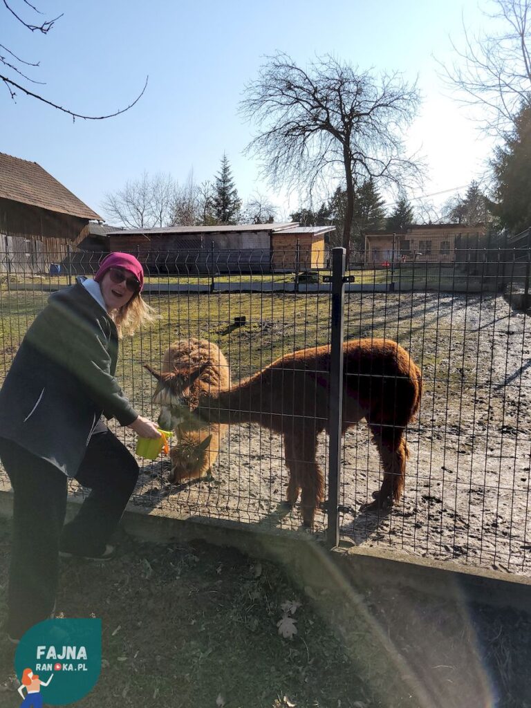 Randka z alpakami - poszukajcie mini zoo lub zagrody w Waszej okolicy z fajnarandka.pl.