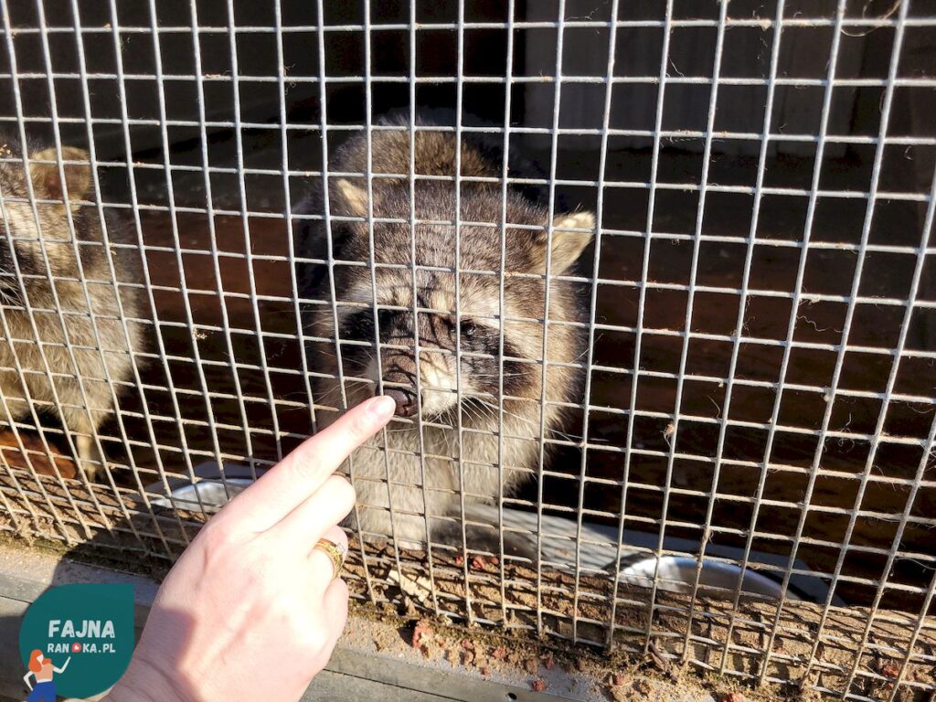 Szopy szopiszcza w Kopytkowie - najlepsi kompani na randkę w mini zoo lub zagrodzie.
