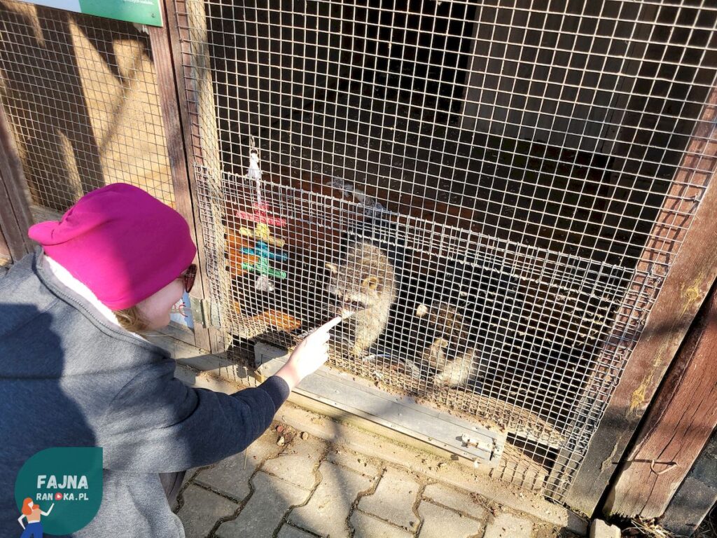 Szopy szopiszcza w Kopytkowie - najlepsi kompani na randkę w mini zoo lub zagrodzie.