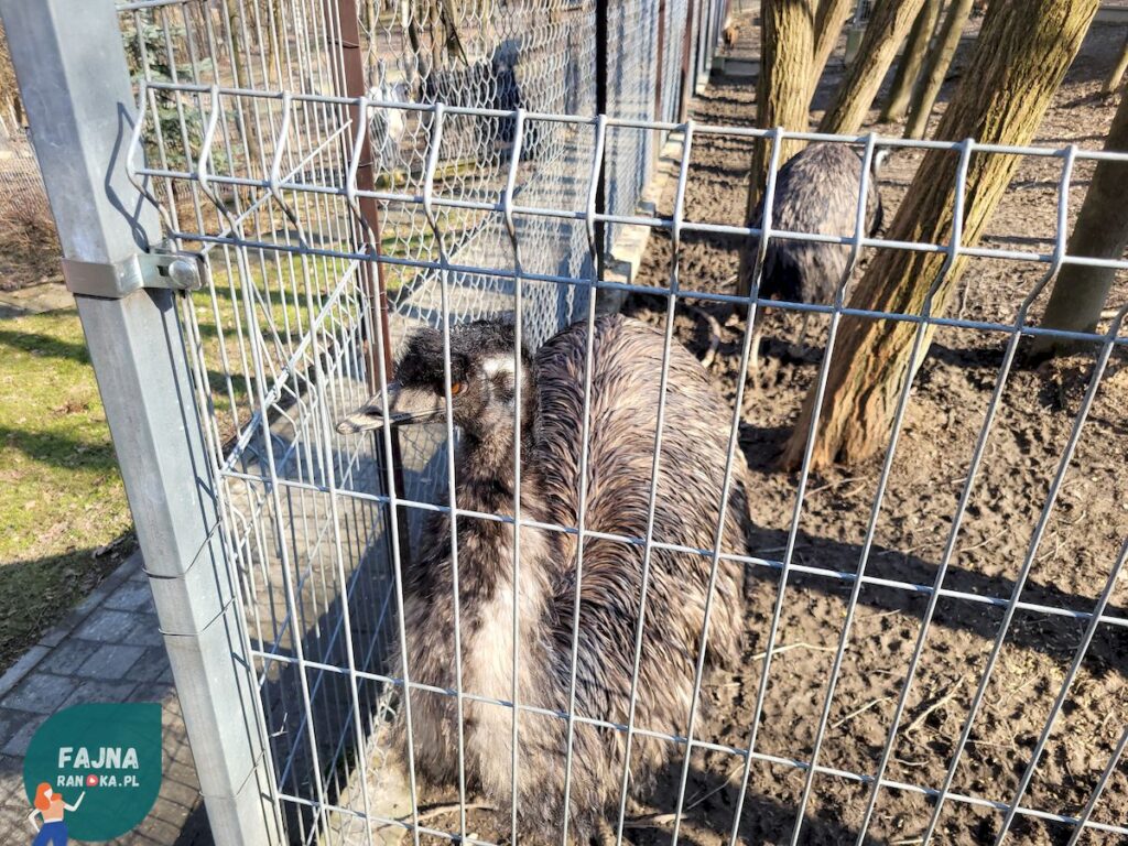 Emu w Kopytkowie.