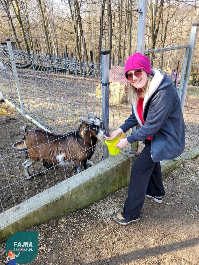 Kozioł w Kopytkowie pyta o żarlo.