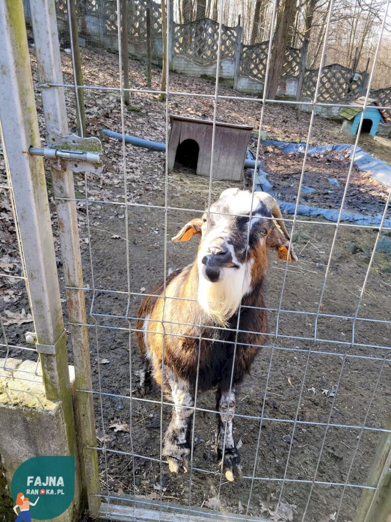 Kozioł w Kopytkowie pyta o żarlo.