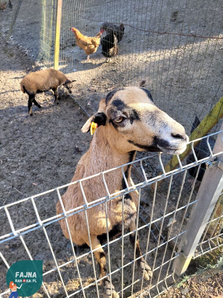 Owca w Kopytkowie są wyjątkowo interesujące...czy jednak interesowne :)