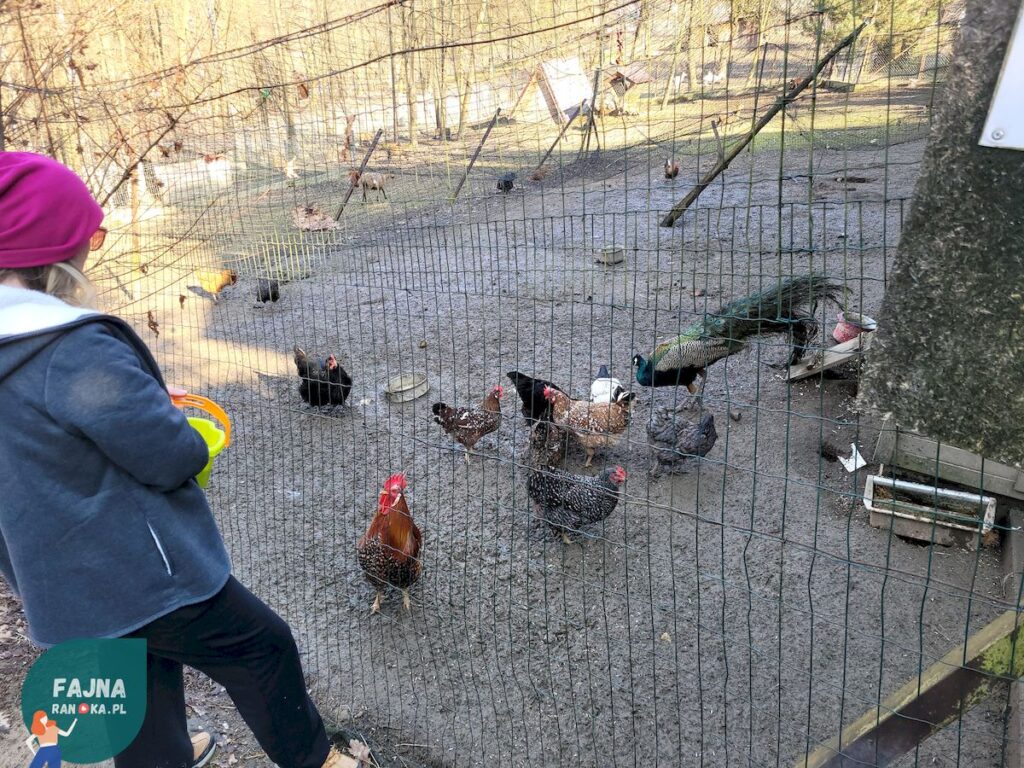 W Kopytkowie nakarmicie też ptactwo. Znajdzie się nawet paw.