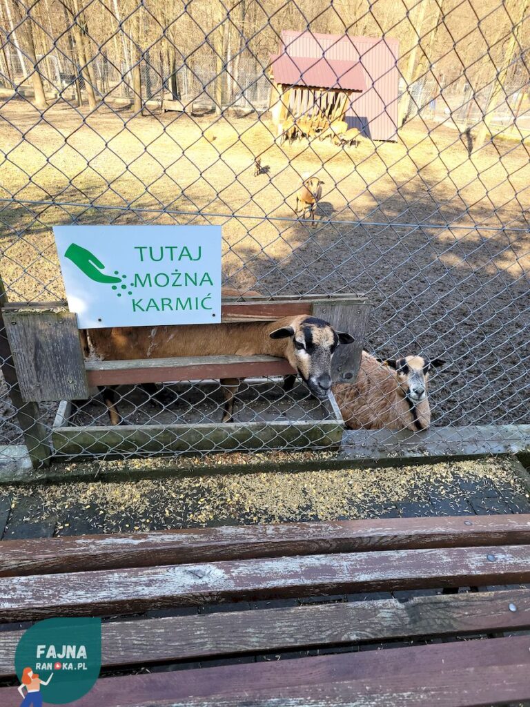 Owca w karmidle. W Kopytkowie można karmić większość zwierząt - jedzenie kupicie na miejscu.