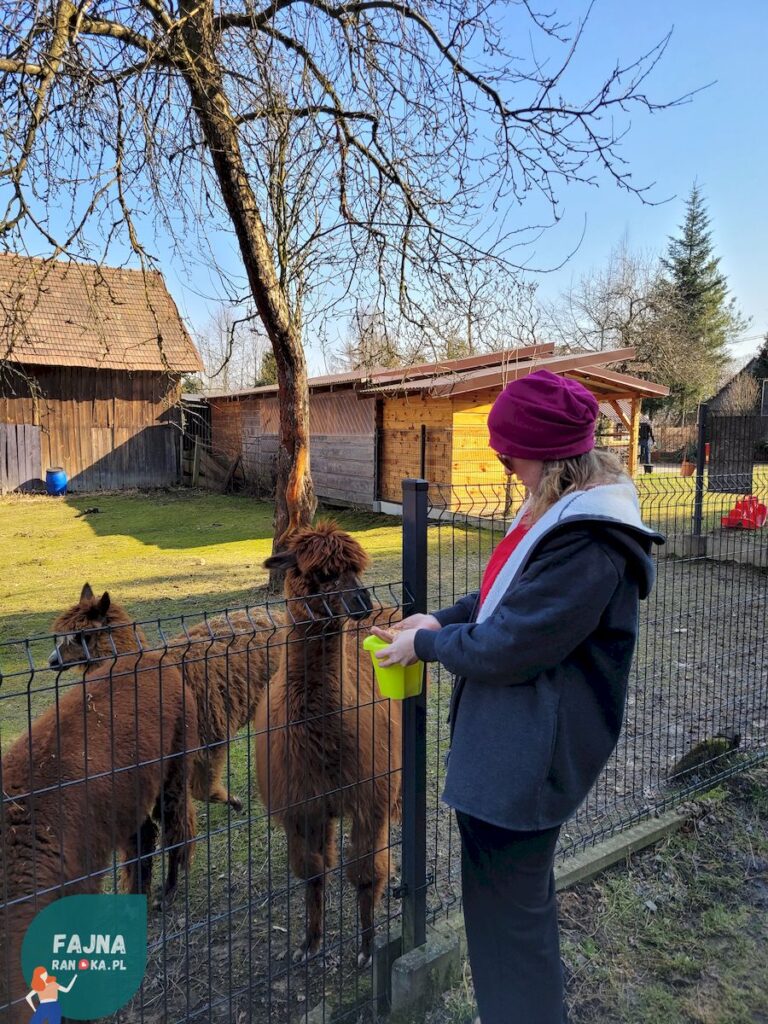 Randka z alpakami - poszukajcie mini zoo lub zagrody w Waszej okolicy z fajnarandka.pl.