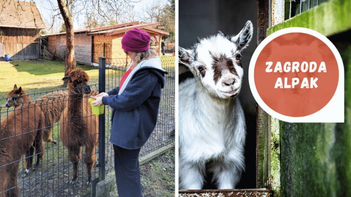 Randka z alpakami, kozami i szopami praczami - poszukajcie mini zoo lub zagrody w Waszej okolicy z fajnarandka.pl.