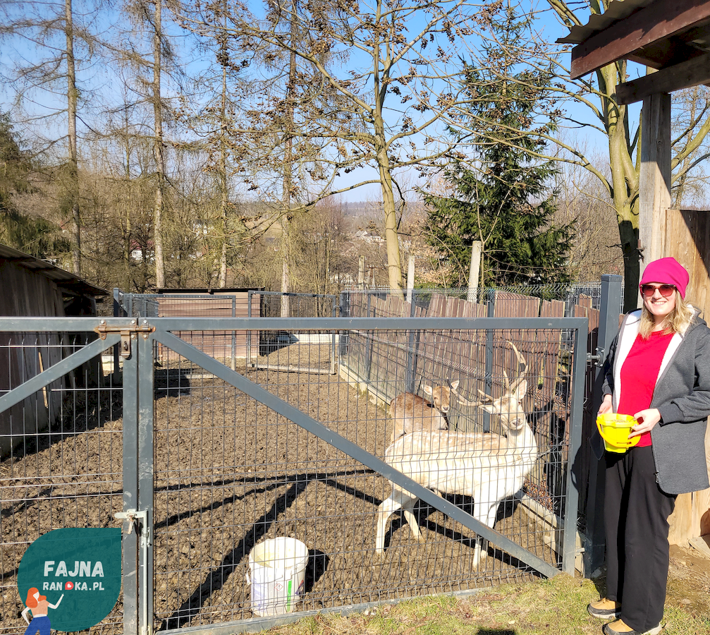 Głaskanie i karmienie danieli w Zagroda Kopytkowo to pomysł na super randkę!
